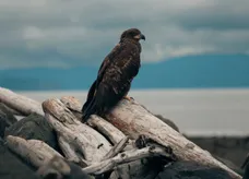 Bald Eagle Shore 2