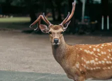 Deer Portrait 2