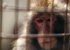 Macaque 2